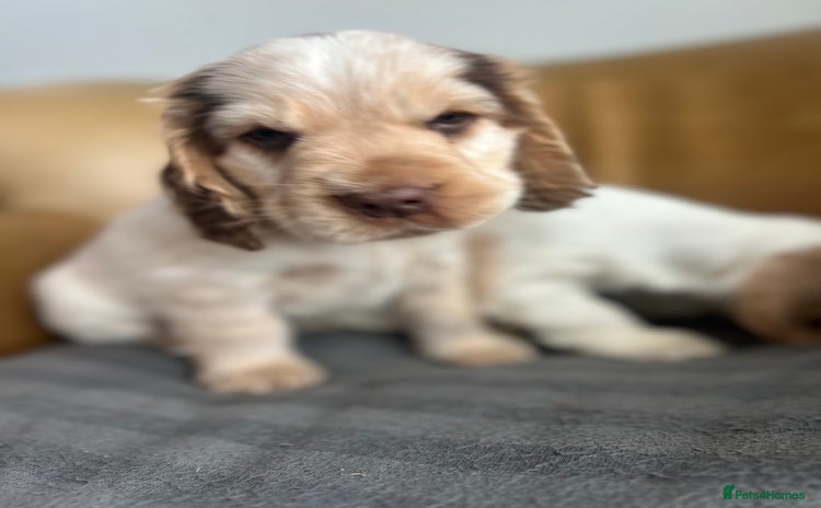 Cocker Spaniel dogs - Advert 3