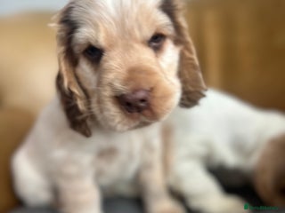 Cocker Spaniel dogs - Advert 19