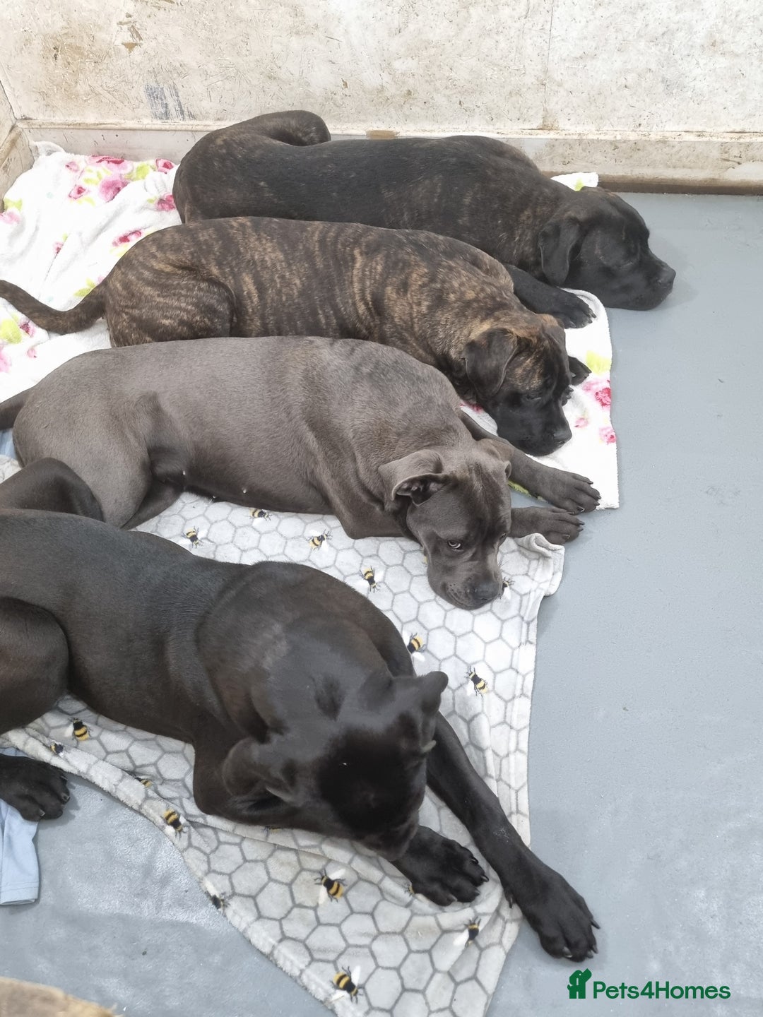 Cane Corso dogs for sale: ITALIAN CANE CORSO  - Advert 2