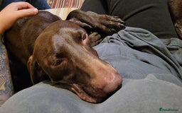 German Shorthaired Pointer dogs for adoption: Roo, female German Shorthaired Pointer, aged 2 - Image 22