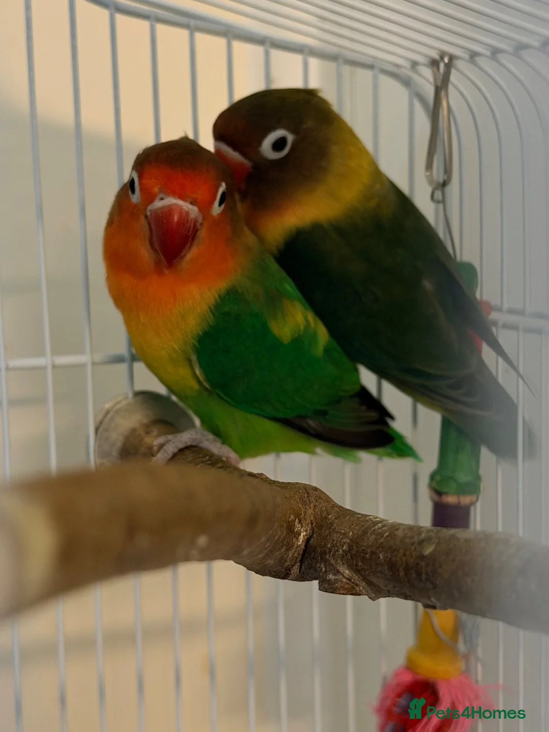 Lovebirds birds for sale: Pair of Beautiful Bonded Lovebirds with Large Cage in Carshalton - Advert 1