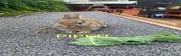Netherland Dwarf rabbits for sale: Netherland Dwarf / Cross Baby Rabbits  - Advert 4