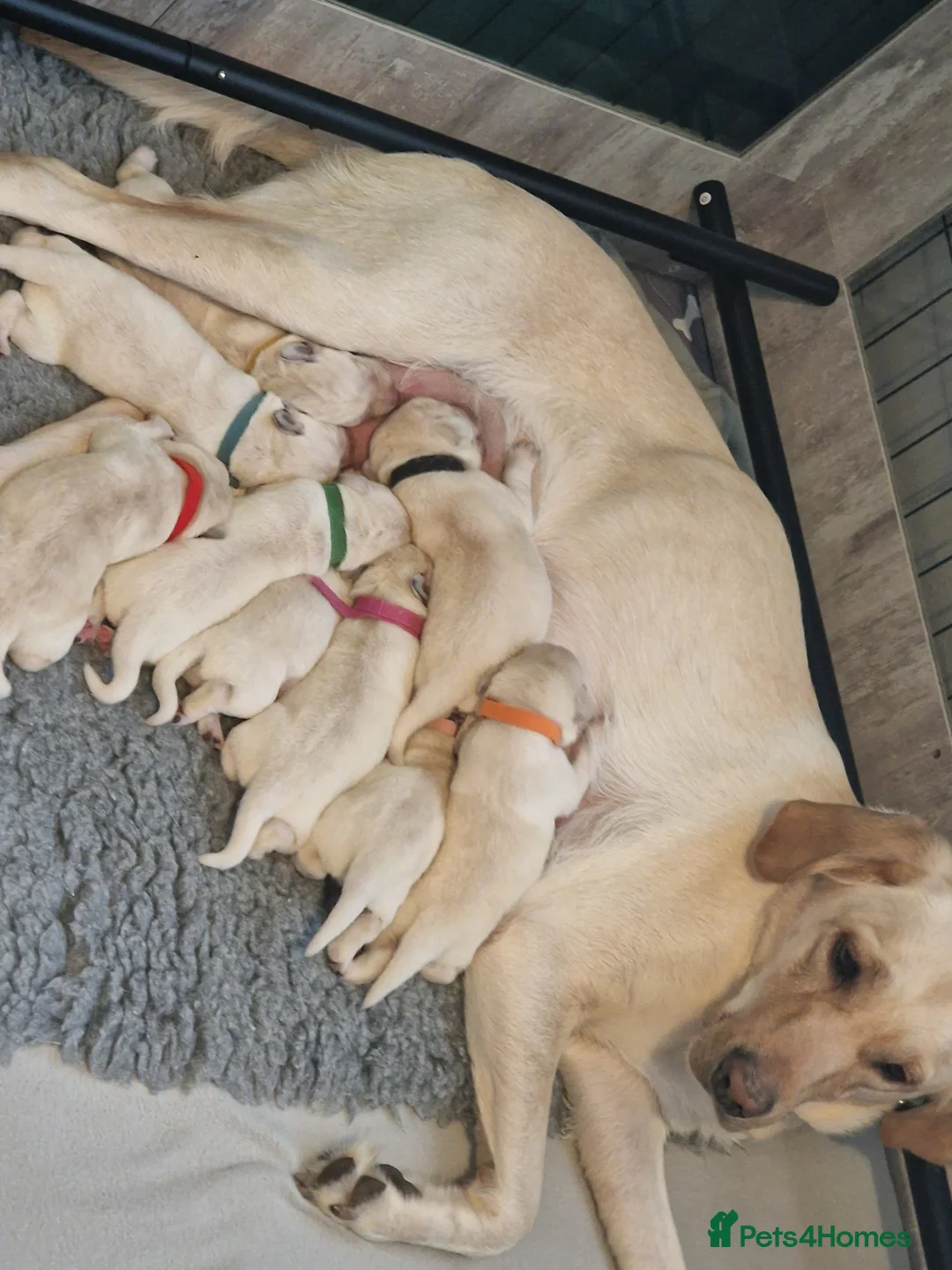 Labrador Retriever dogs for sale: Beautiful labrador puppies in Lincoln - Advert 1