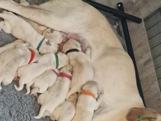 Labrador Retriever dogs Beautiful labrador puppies - Advert 3