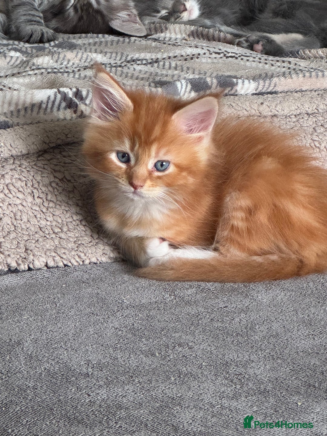 Maine Coon cats for sale: Xl Beautiful Mainecoon kittens for sale - Image 18
