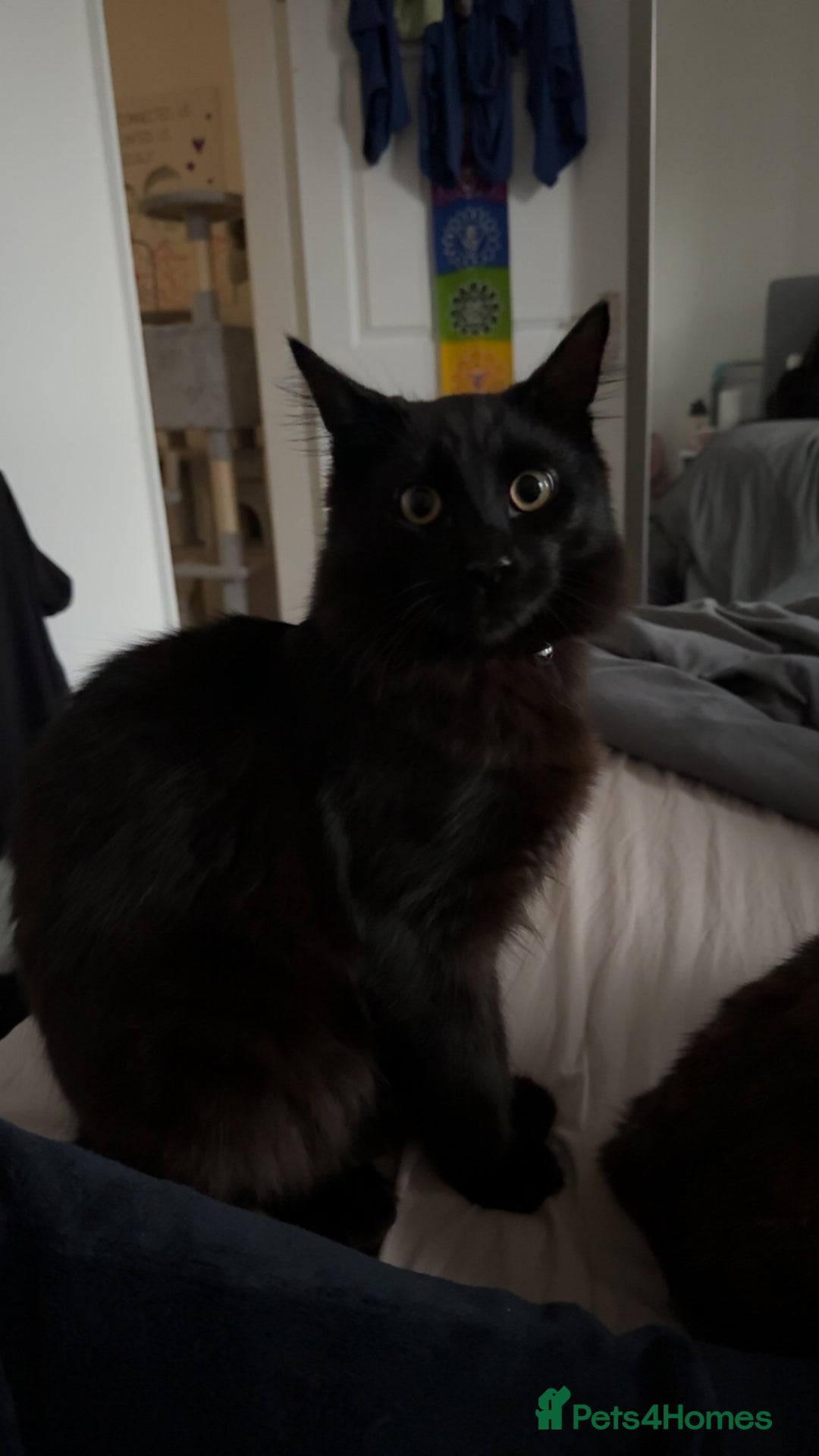 Mixed Breed cats for sale: 7 month old brother & sister looking for new home - Advert 4