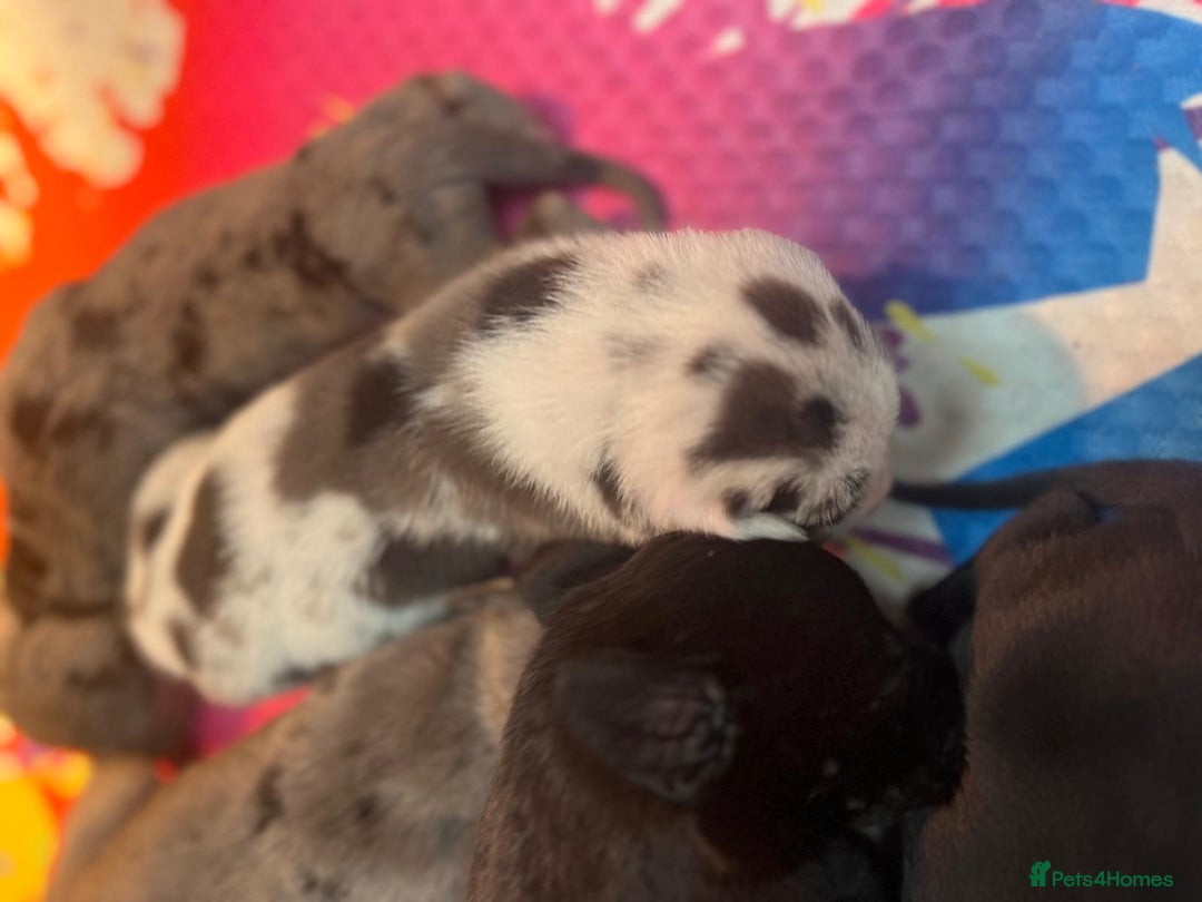 Great Dane dogs for sale: Outstanding litter of Great Danes  - Image 4