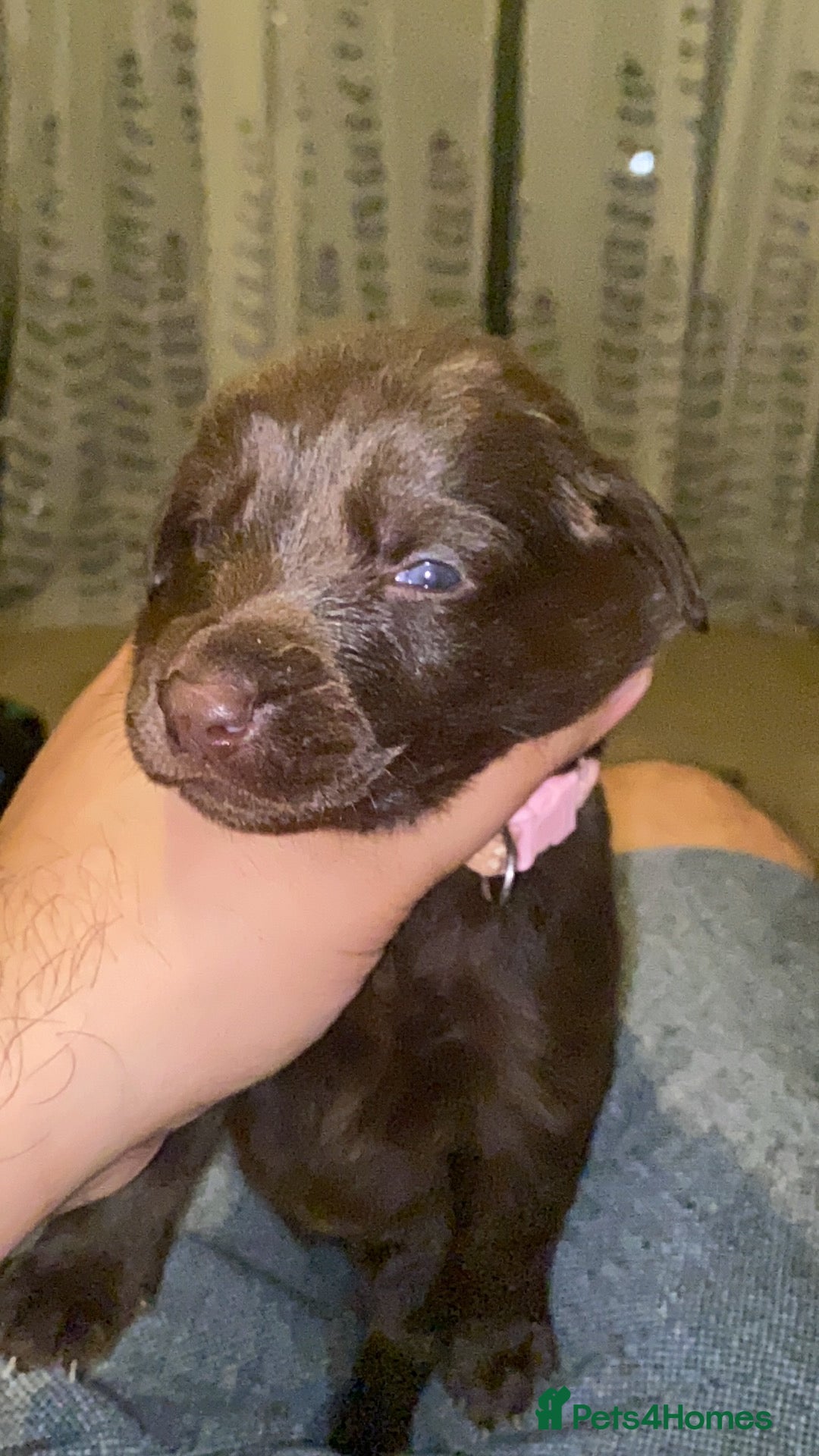 Mixed Breed dogs for sale: Beautiful Puppies – ONLY / LEFT!!! - Advert 27