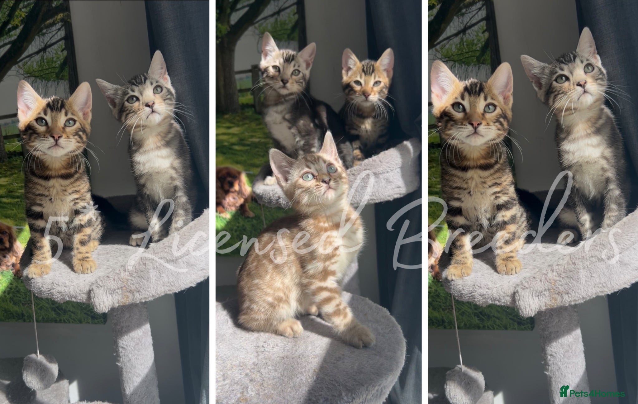 Bengal cats 2 boys left Pure TICA Bengals Available Now 🤍 - Advert 2
