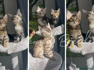 Bengal cats 2 boys left Pure TICA Bengals Available Now 🤍 - Advert 2