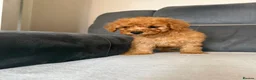Toy Poodle dogs for sale: Toy poodle - Advert 8