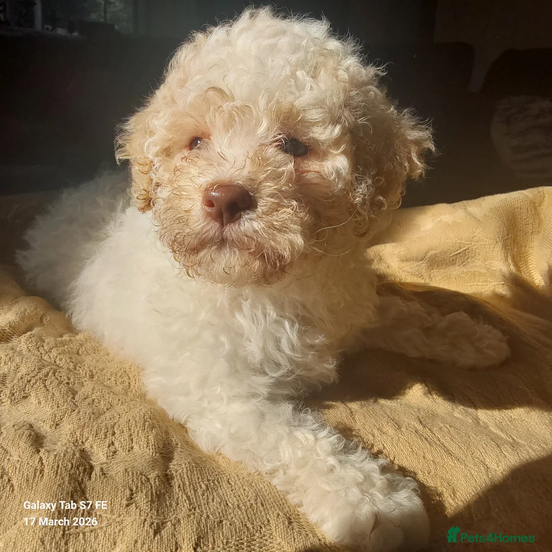 Lagotto Romagnolo dogs for sale: Adorable Lagotto Romagnolo Female Puppy For Sale - Advert 10