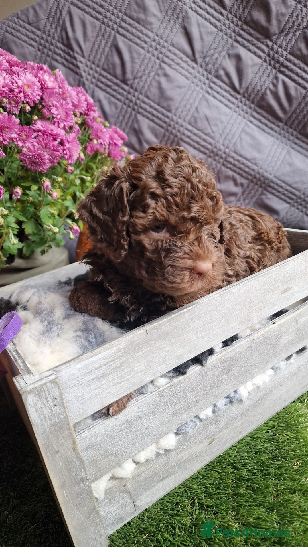 Lagotto Romagnolo dogs for sale: Beautiful Lagotto Romagnolo puppies, KC reg - Image 15