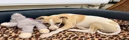Whippet dogs for sale: READY TO GO - Healthy, well-bred, KC Whippet pups - Advert 19
