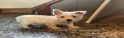 West Highland Terrier dogs for sale: Beautiful Westie puppies for sale  - Advert 14