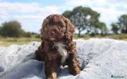 Australian Labradoodle dogs for sale: 🧡💚💙Last girl available, fully health test💙💚🧡 - Image 26