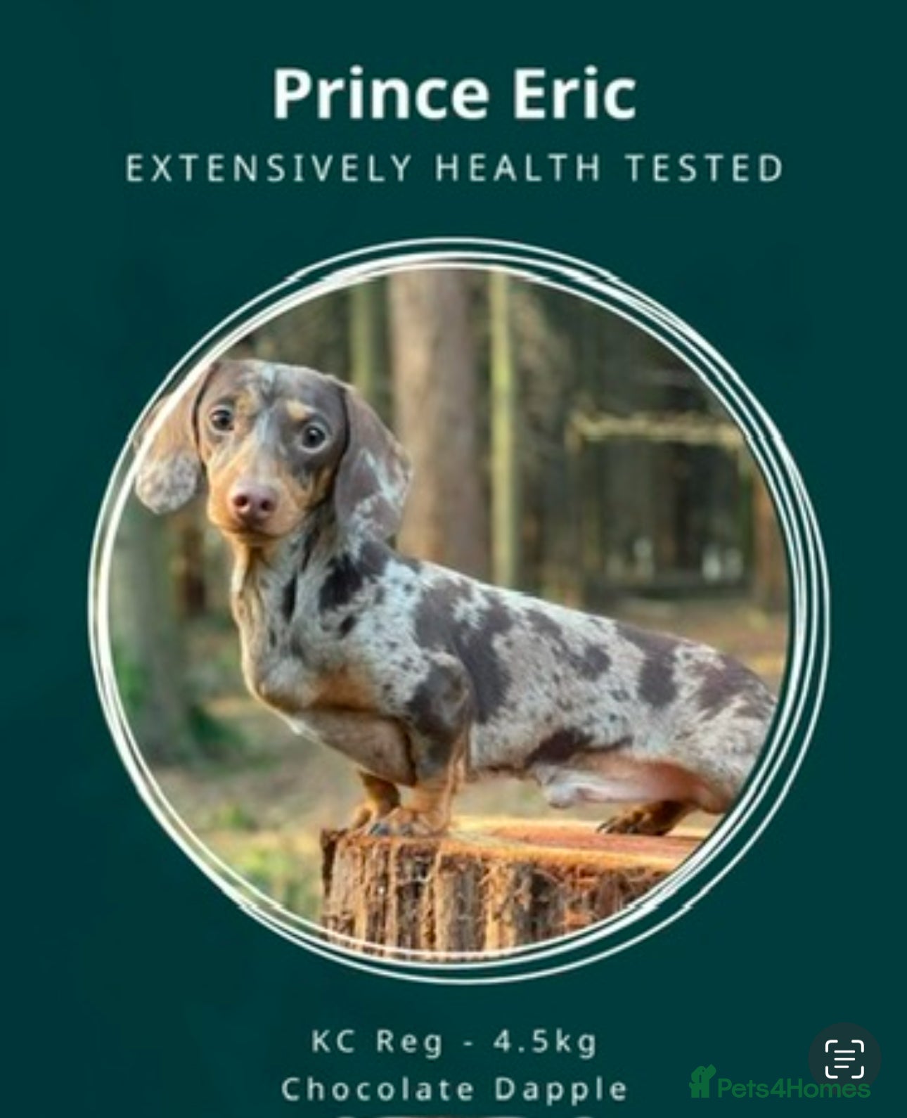 Miniature Dachshund dogs **👑*Prince Eric 👑*15 champions ** in Romford - Advert 6