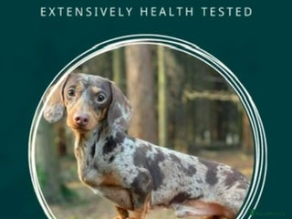 Miniature Dachshund dogs in Romford - Advert 10