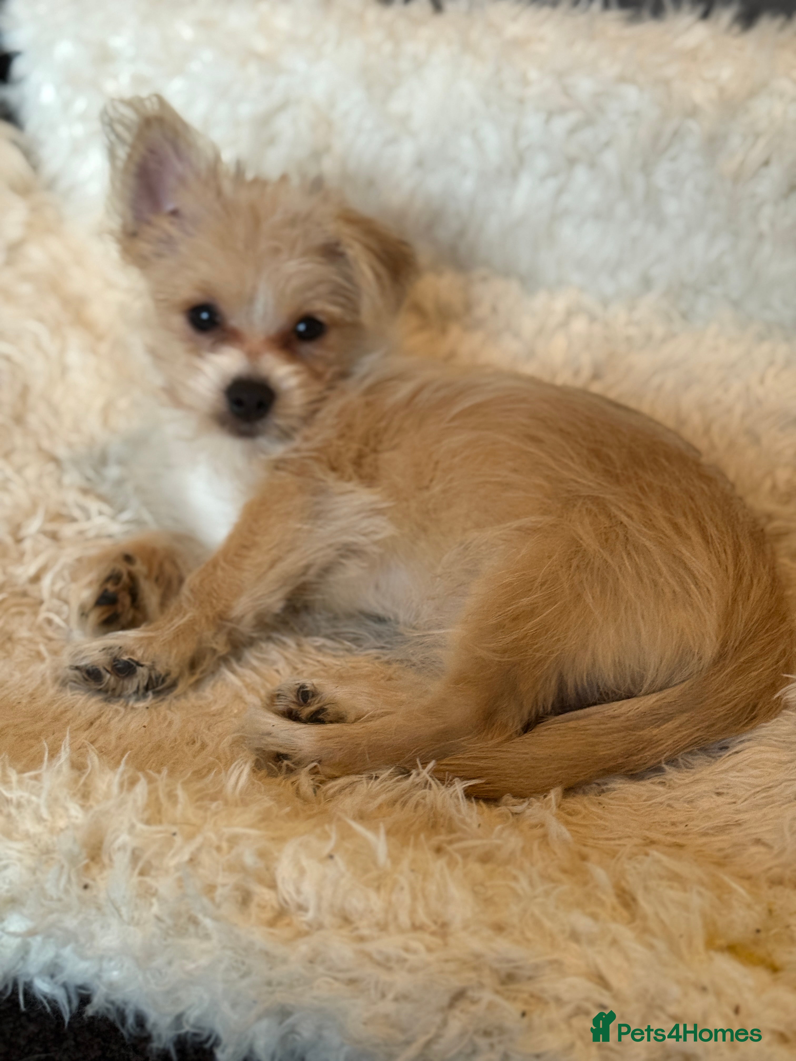 Mixed Breed dogs Ready to go! Unique mix - Maltese x JackChi Pups - Advert 17