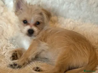 Mixed Breed dogs Ready to go! Unique mix - Maltese x JackChi Pups - Advert 17