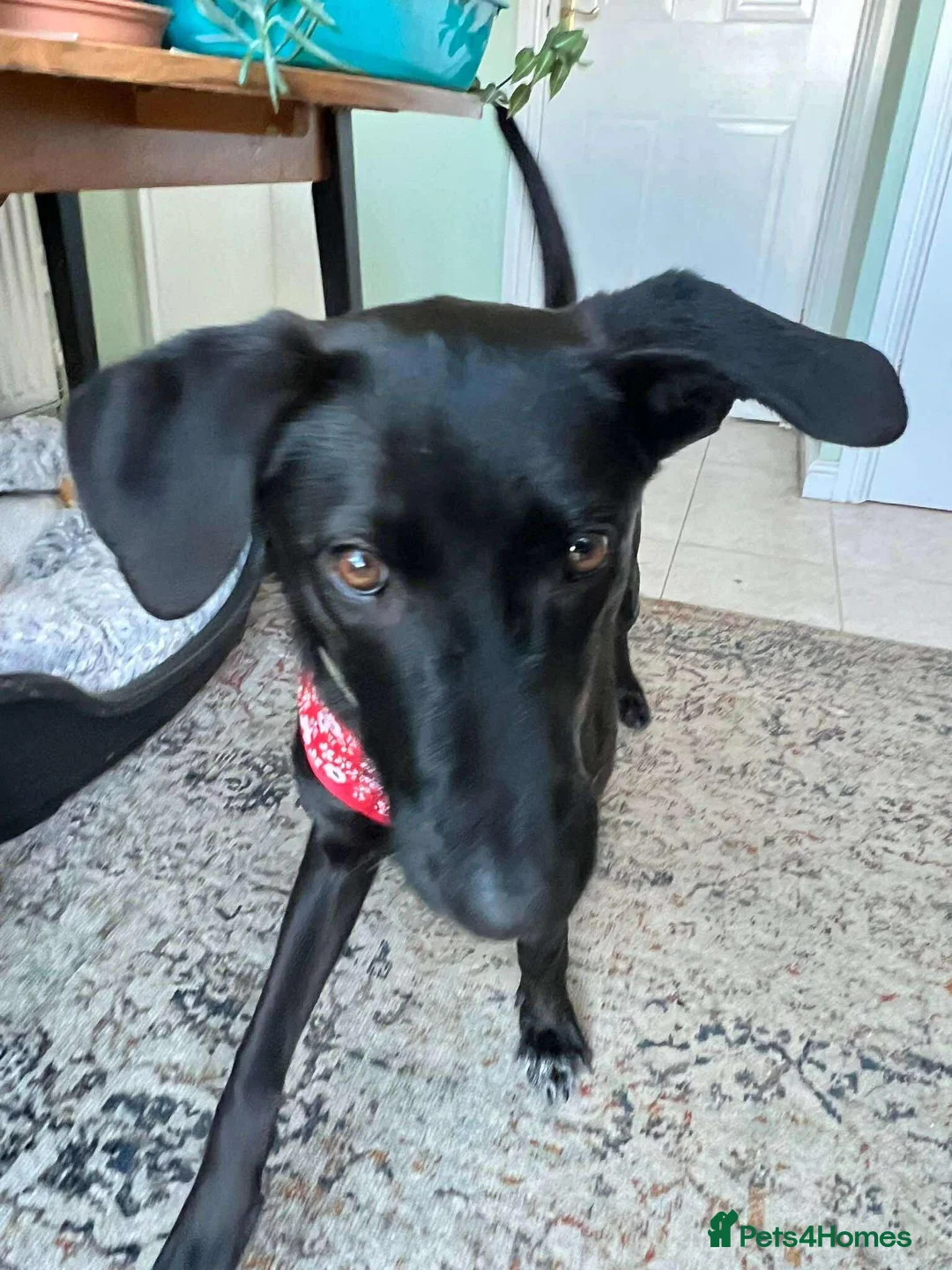 Mixed Breed dogs for adoption: ASH - 15 months,Med. playful/friendly/loves people - Advert 4