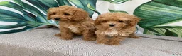 Maltipoo dogs for sale: RARE Asian teddy face maltipoo male puppy  **  - Advert 13