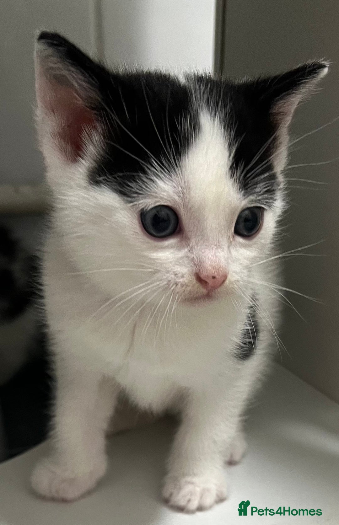 Mixed Breed cats for sale: A Surprise Litter. Dot’s first and last!  - Advert 10