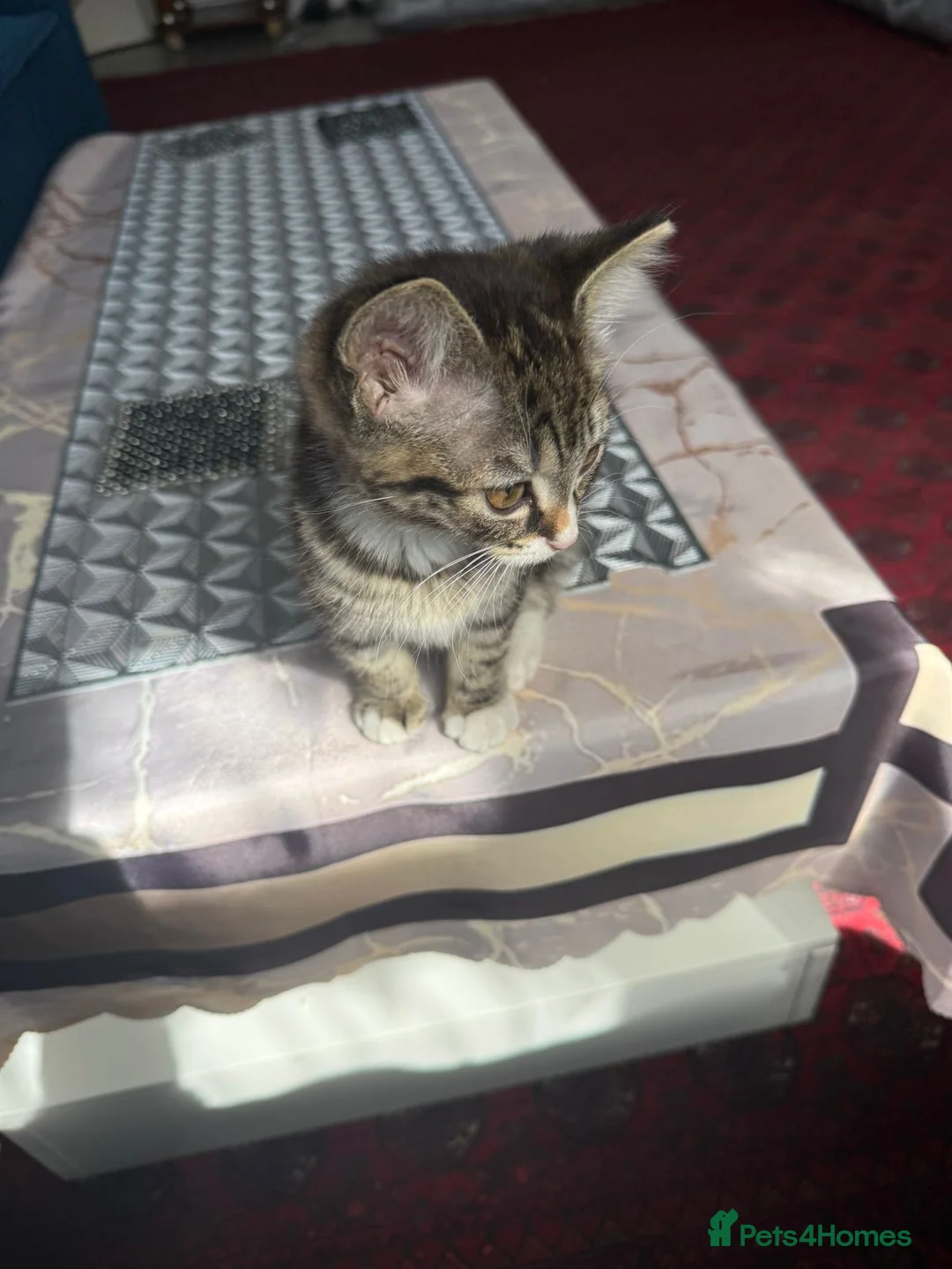 Mixed Breed cats for sale: 2 cute kitties for sale - Advert 3