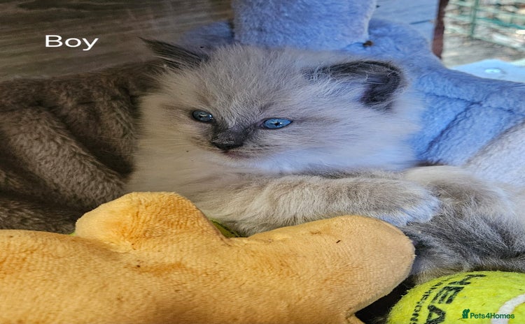 Ragdoll cats - Advert 5