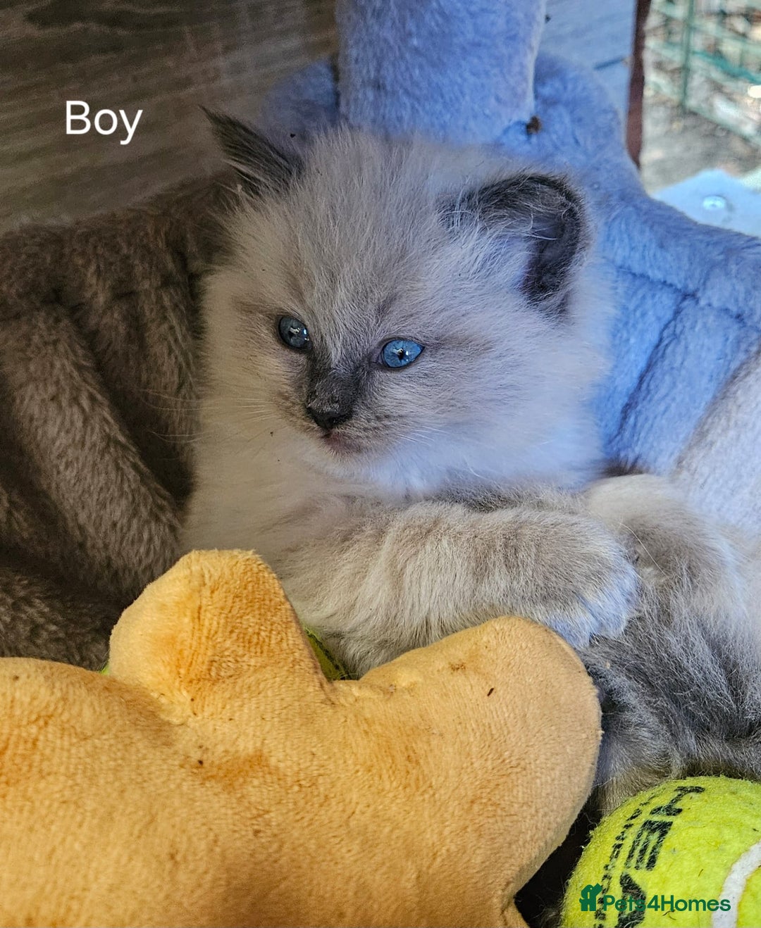 Ragdoll cats for sale: Pure Breed Ragdoll Kittens 1 Boy and 1 Girl - Image 2