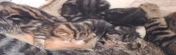 Mixed Breed cats for sale: Beautiful tabby kittens  in Swansea - Advert 4