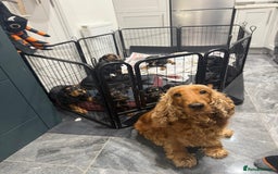 Cocker Spaniel dogs for sale: Cocker Spaniel Puppies  - Image 5