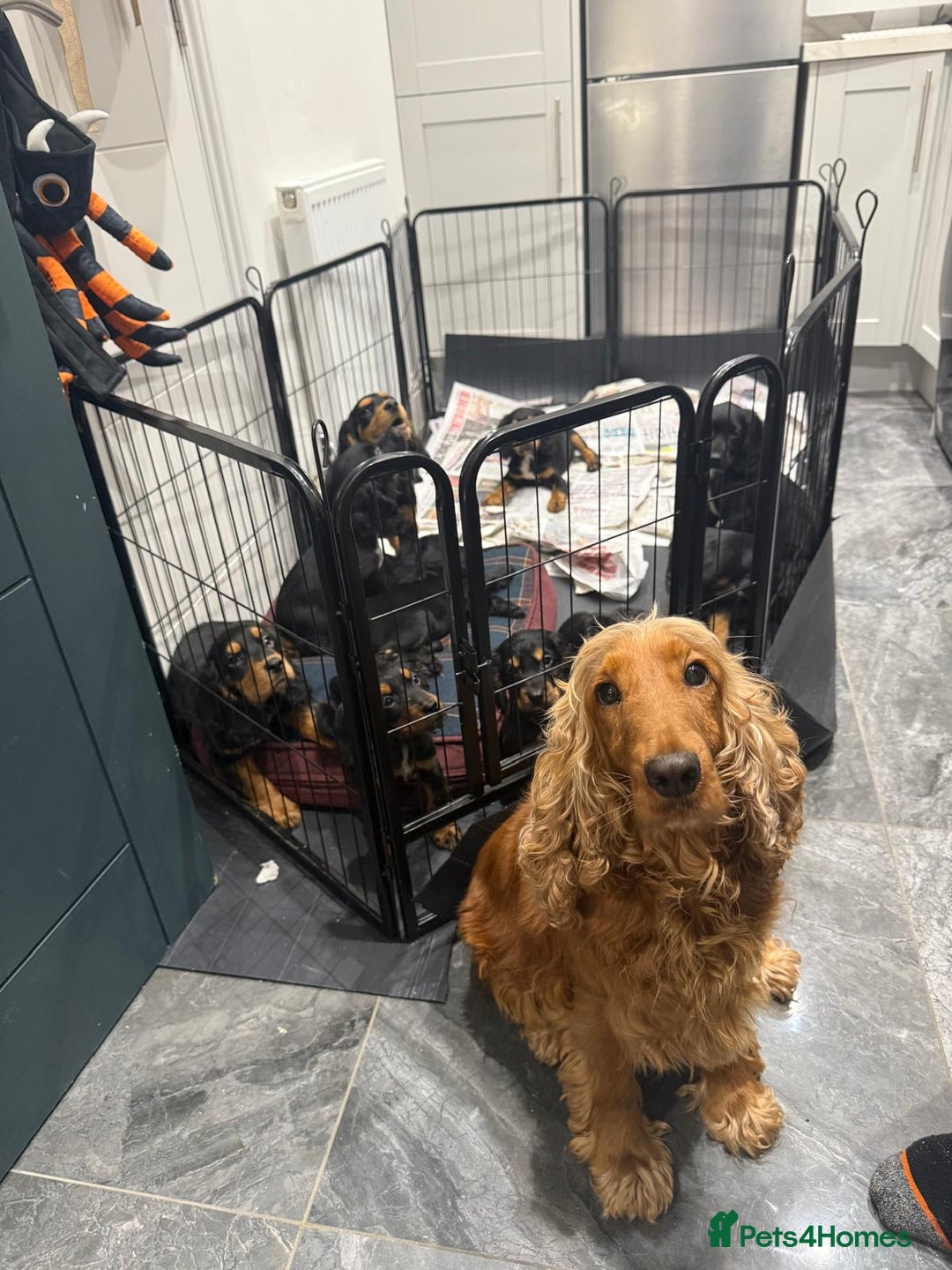 Cocker Spaniel dogs for sale: Cocker Spaniel Puppies  - Image 5