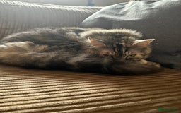 Mixed Breed cats for sale: Female Cat with everything she needs 🤍 - Advert 4