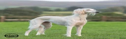 Saluki dogs for sale: Kc saluki puppies  - Advert 9