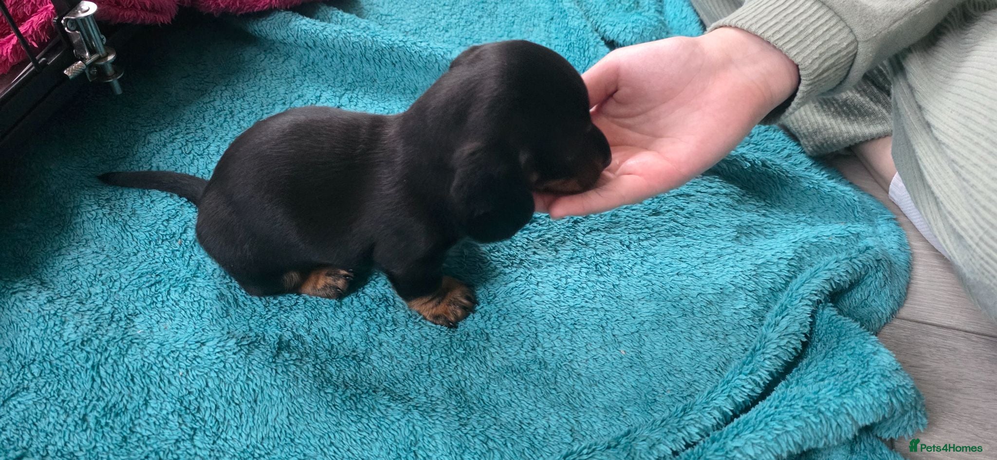 Dachshund dogs Three long haird beautiful Dachshund in Liverpool - Advert 1