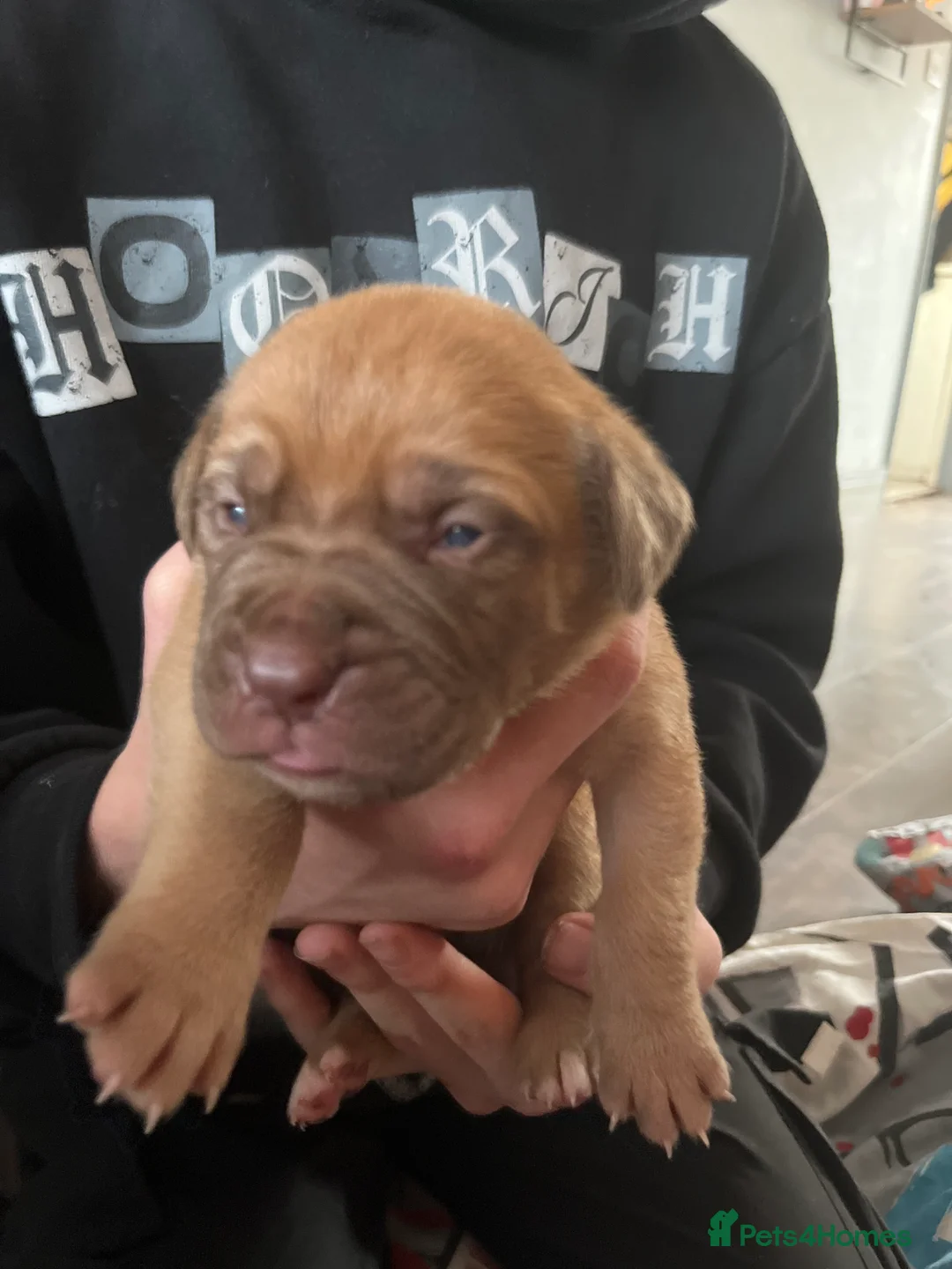 Dogue De Bordeaux dogs for sale: Dogue de Bordeaux puppies - Advert 20