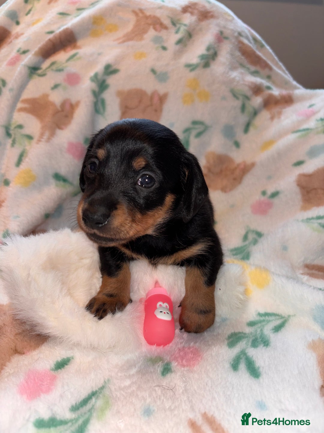Miniature Dachshund dogs for sale: Dreamy miniature dachshunds  - Advert 28