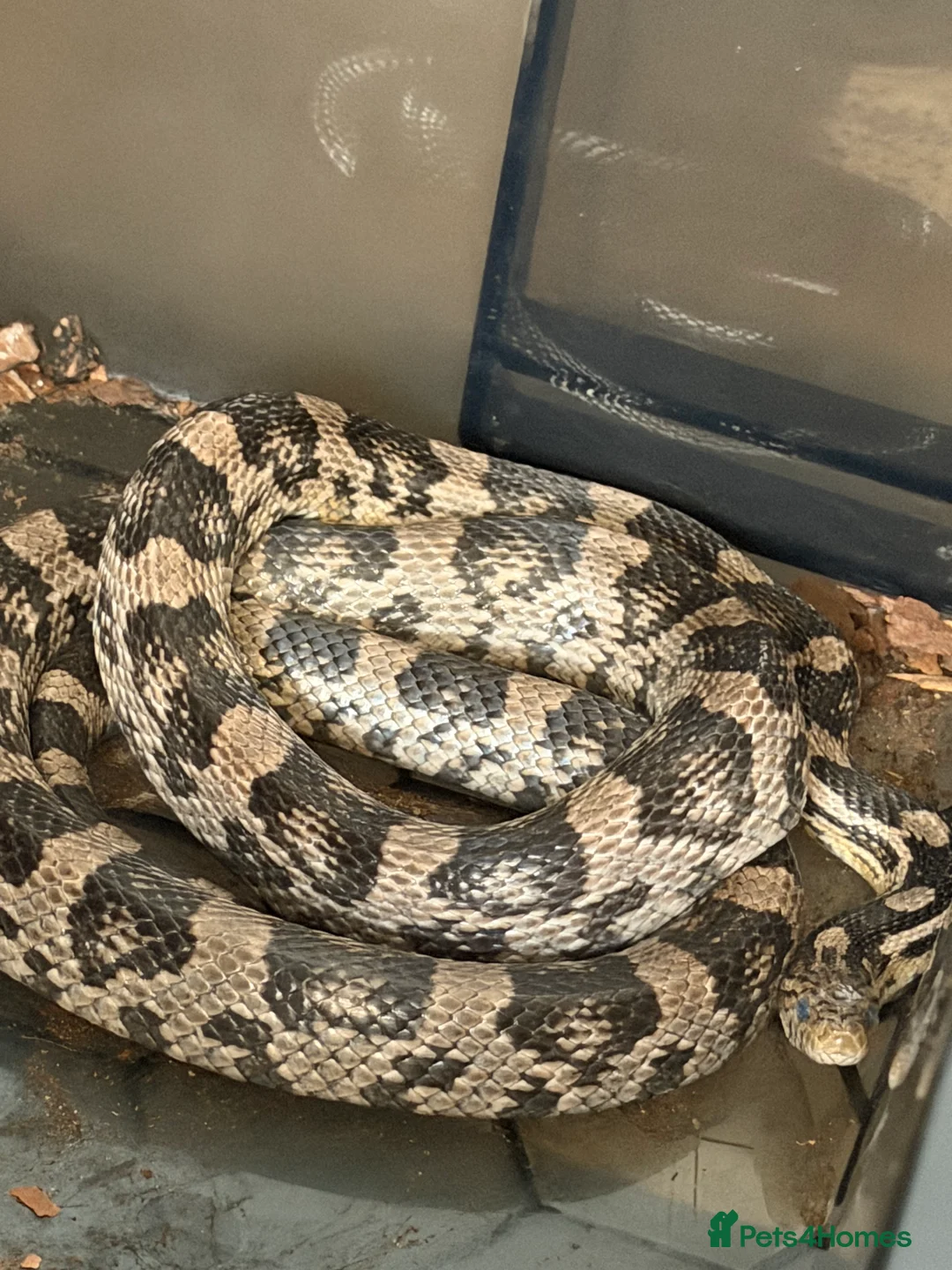 Python Snake reptiles for sale: Royal pythons and cornsnakes with set up - Advert 13