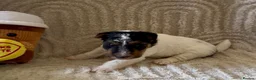 Fox Terrier dogs for sale: Kc registered wire fox terriers  - Advert 3