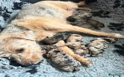 Border Terrier dogs for sale: Stunning Border Teddies - Image 1