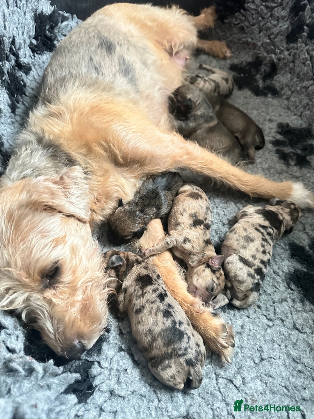 Border Terrier dogs for sale: Stunning Border Teddies - Image 1
