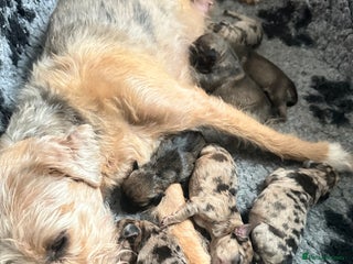 Border Terrier dogs - Advert 9