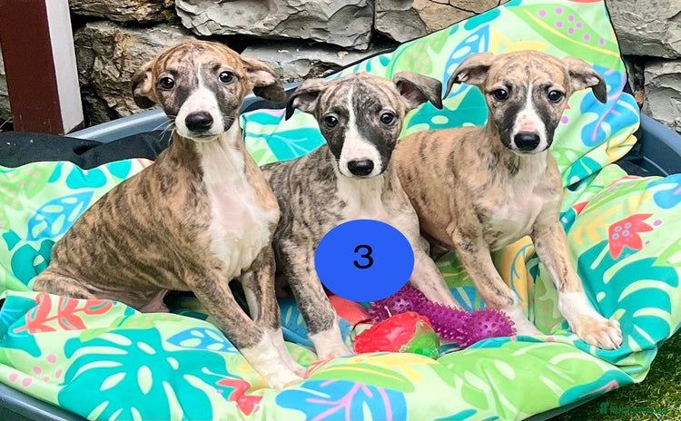 Whippet dogs in Whitland - Advert 2