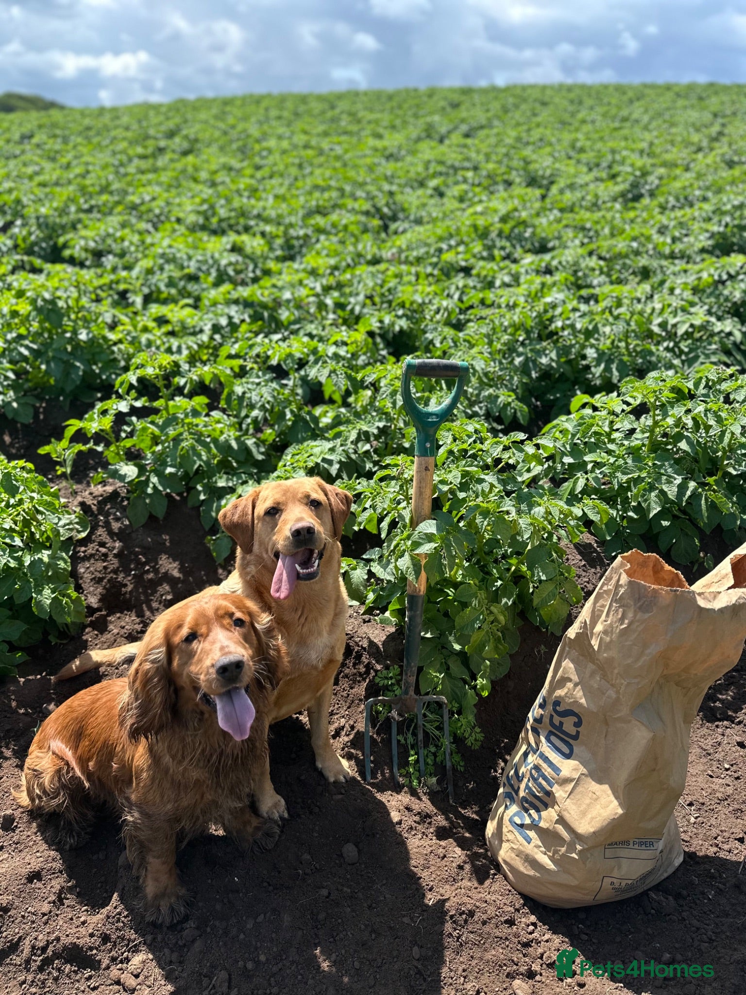 Cockerdor dogs Friendly Cockerdor pups🧡 - Advert 1