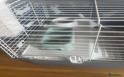 Guinea Pig rodents for sale: Two 2-Month-Old Guinea Pigs With Complete Setup  - Image 3