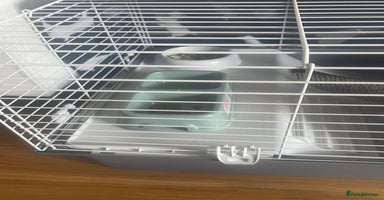 Guinea Pig rodents - Advert 2