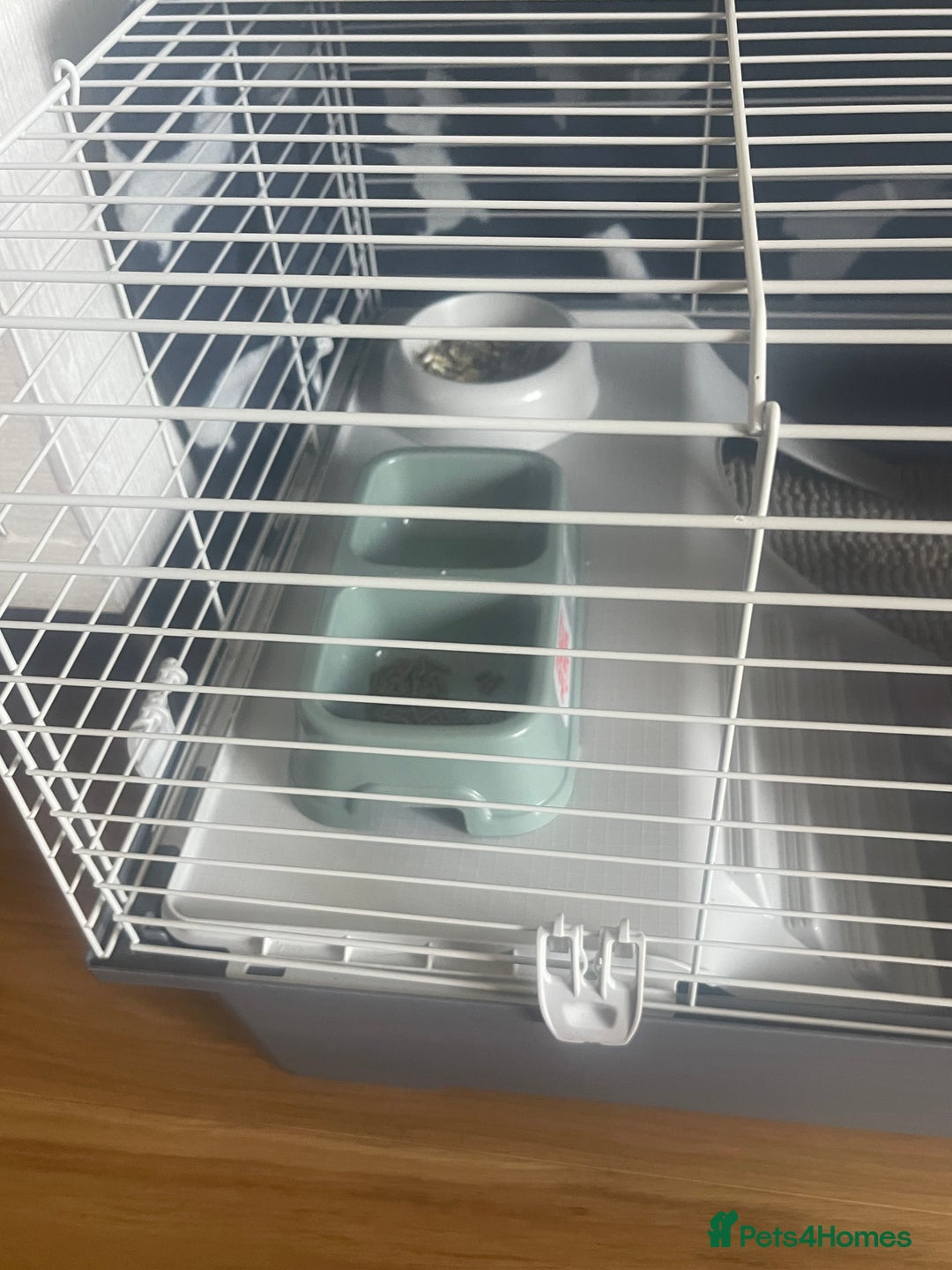 Guinea Pig rodents for sale: Two 2-Month-Old Guinea Pigs With Complete Setup  - Image 3