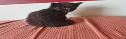 Mixed Breed cats for sale: ✨ Stunning Ragdoll x British Shorthair Kittens ✨ - Advert 10