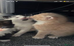 Bengal cats for sale:  beautiful kittens 8 weeks old  - Advert 3